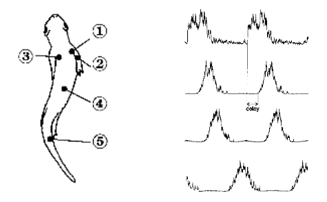EMG Data
